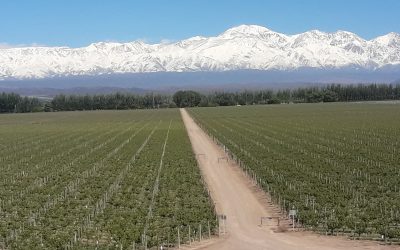 Bodega Catena Zapata